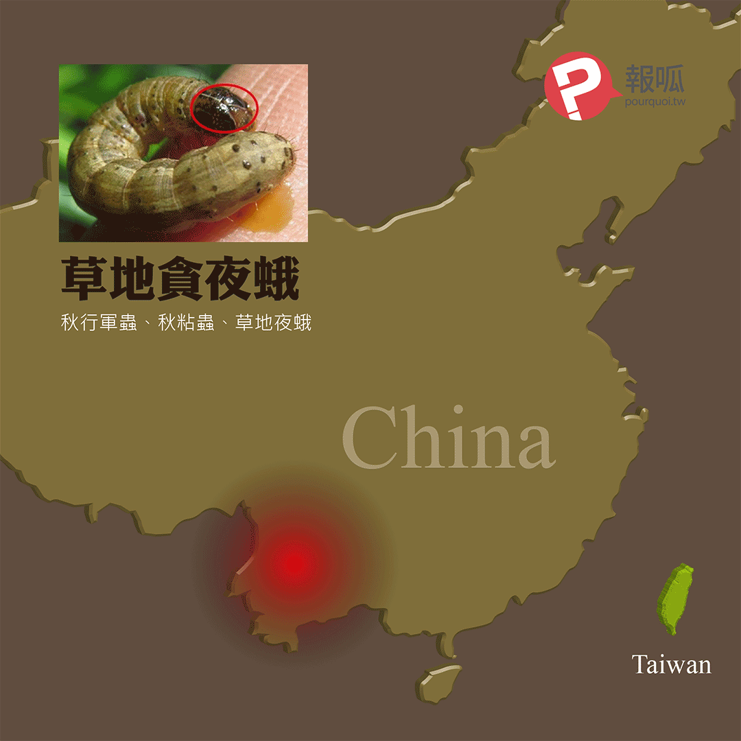 ALERT！中國秋行軍蟲入侵中