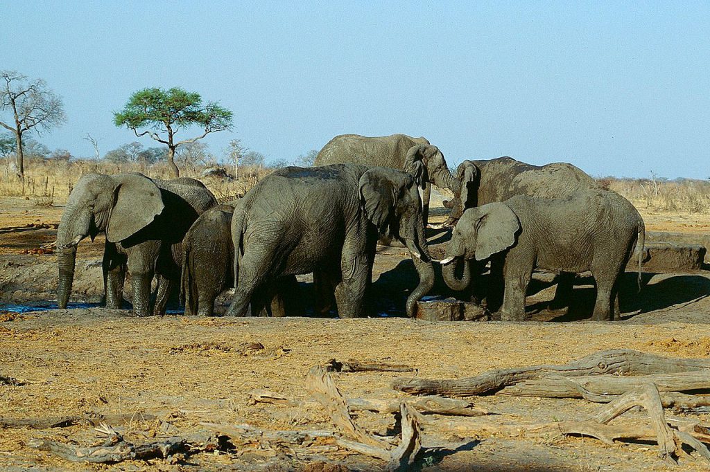辛巴威萬基國家公園(Hwange National Park)的象群(圖/Jürgen Kehrberger/CC BY-SA 3.0)