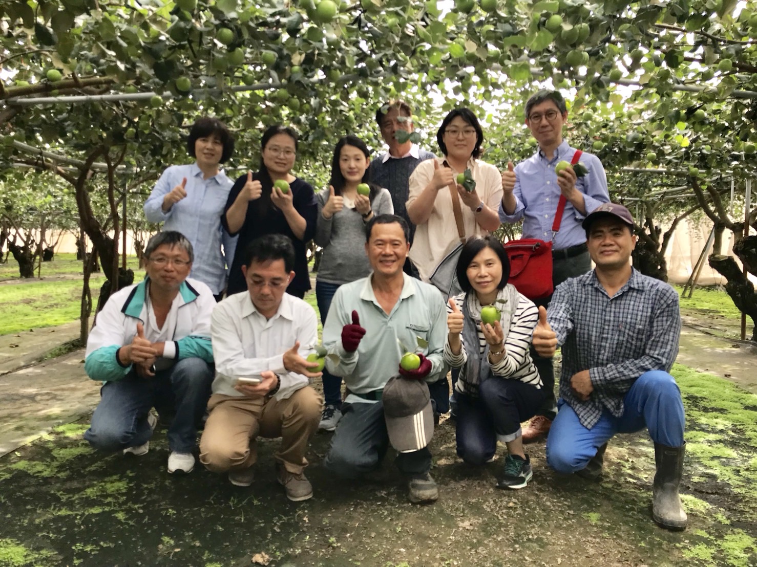 全球首例 台灣棗外銷韓國