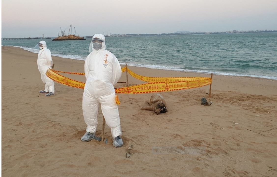 中國豬價持續狂飆 嚴重影響中國民生物價