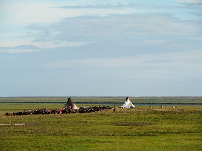 涅涅茨馴鹿牧人棲息地（圖／Sergey.vlad.popov／CC BY-SA 4.0）