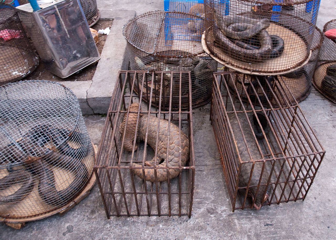 東南亞野生動物保護面臨武漢肺炎疫情威脅