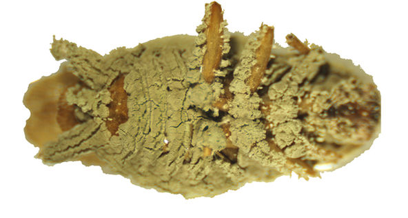 黑殭菌（Metarhizium anisopliae）（圖／Chengshu Wang and Yuxian Xia／CC BY-SA 2.5）