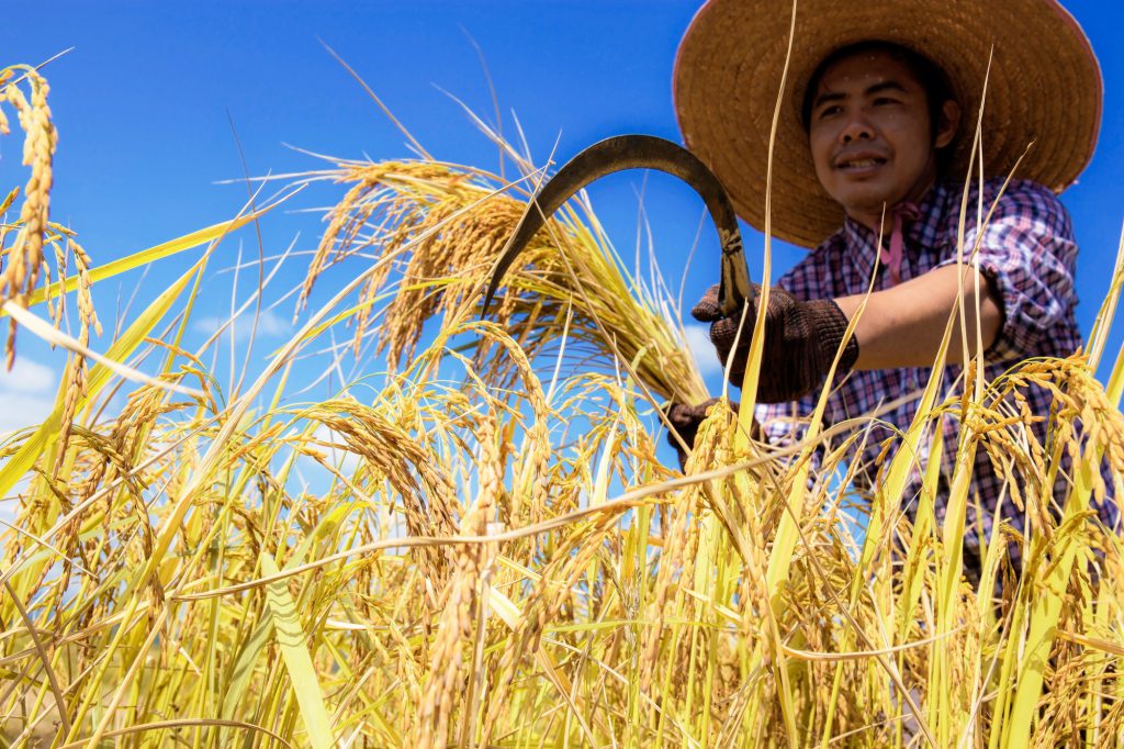 Farmers are harvesting rice with sky