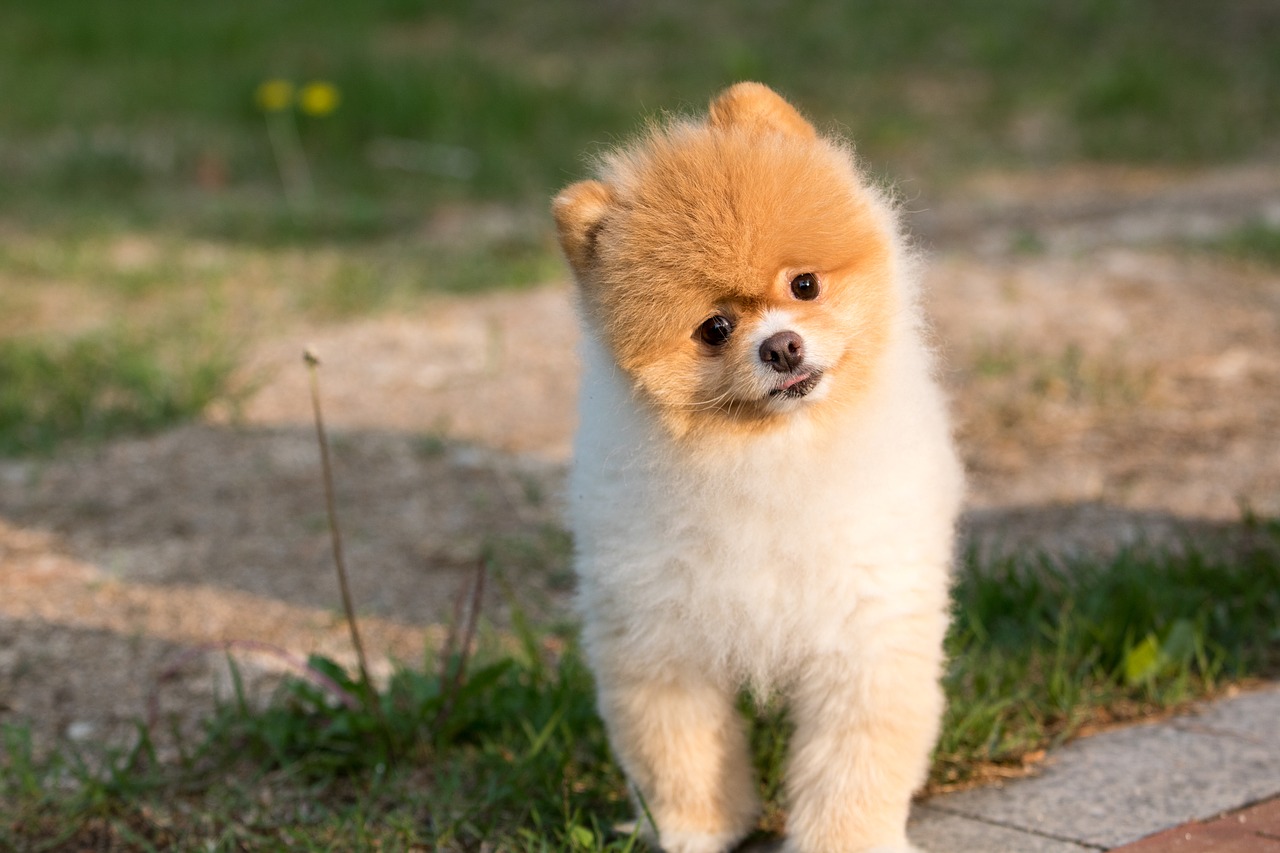 動物權高漲？​德國規定狗主人每日須遛狗兩次一小時