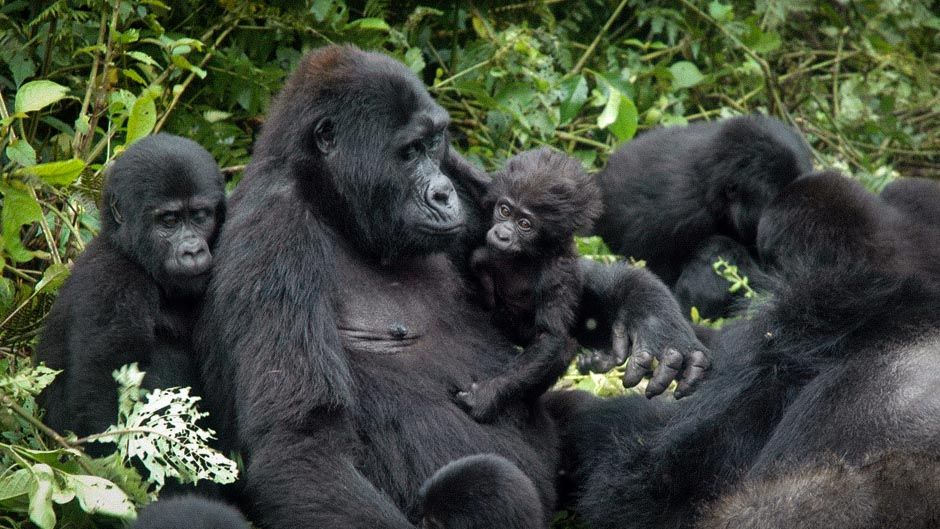 烏干達布溫迪國家公園（Bwindi National Park）的大猩猩（圖／TASHOBYA／CC BY-SA 4.0）
