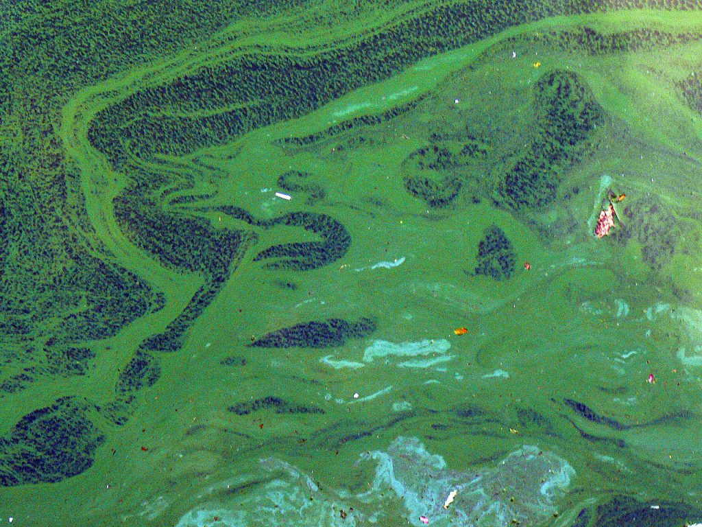 藍綠藻 Cyanobacteria（圖／Lamiot／CC BY-SA 3.0）