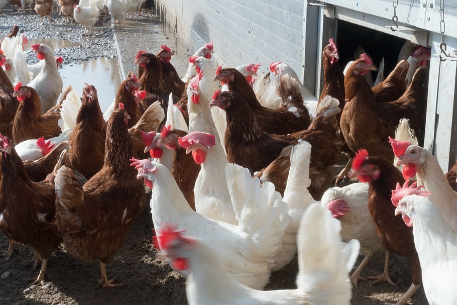 日本驗出高致死率「H5N8」禽流感病毒　傳人可能性低