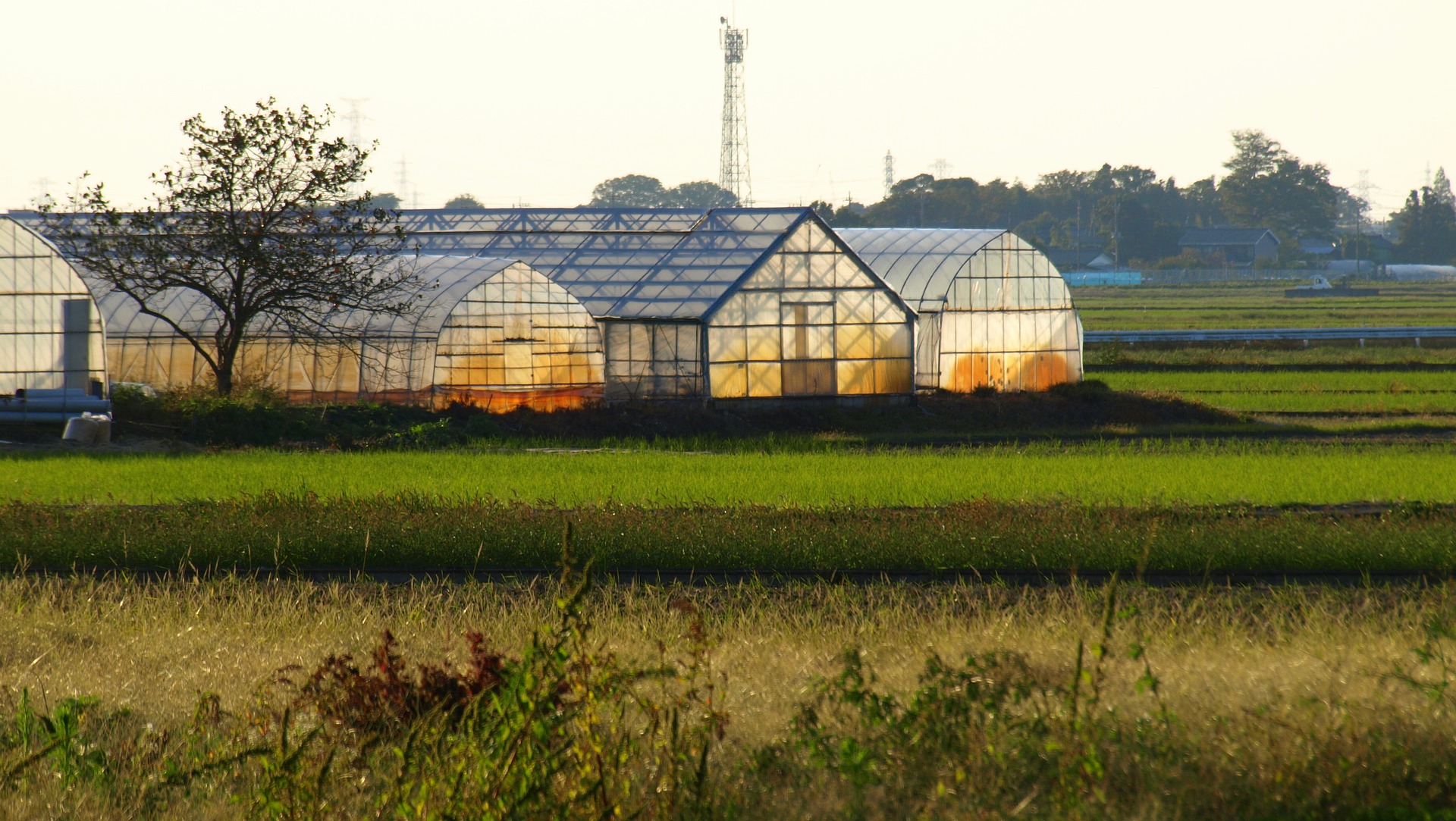 推動食安與糧食自給率立法　日本執政黨成立「建構糧食安保機制」組織