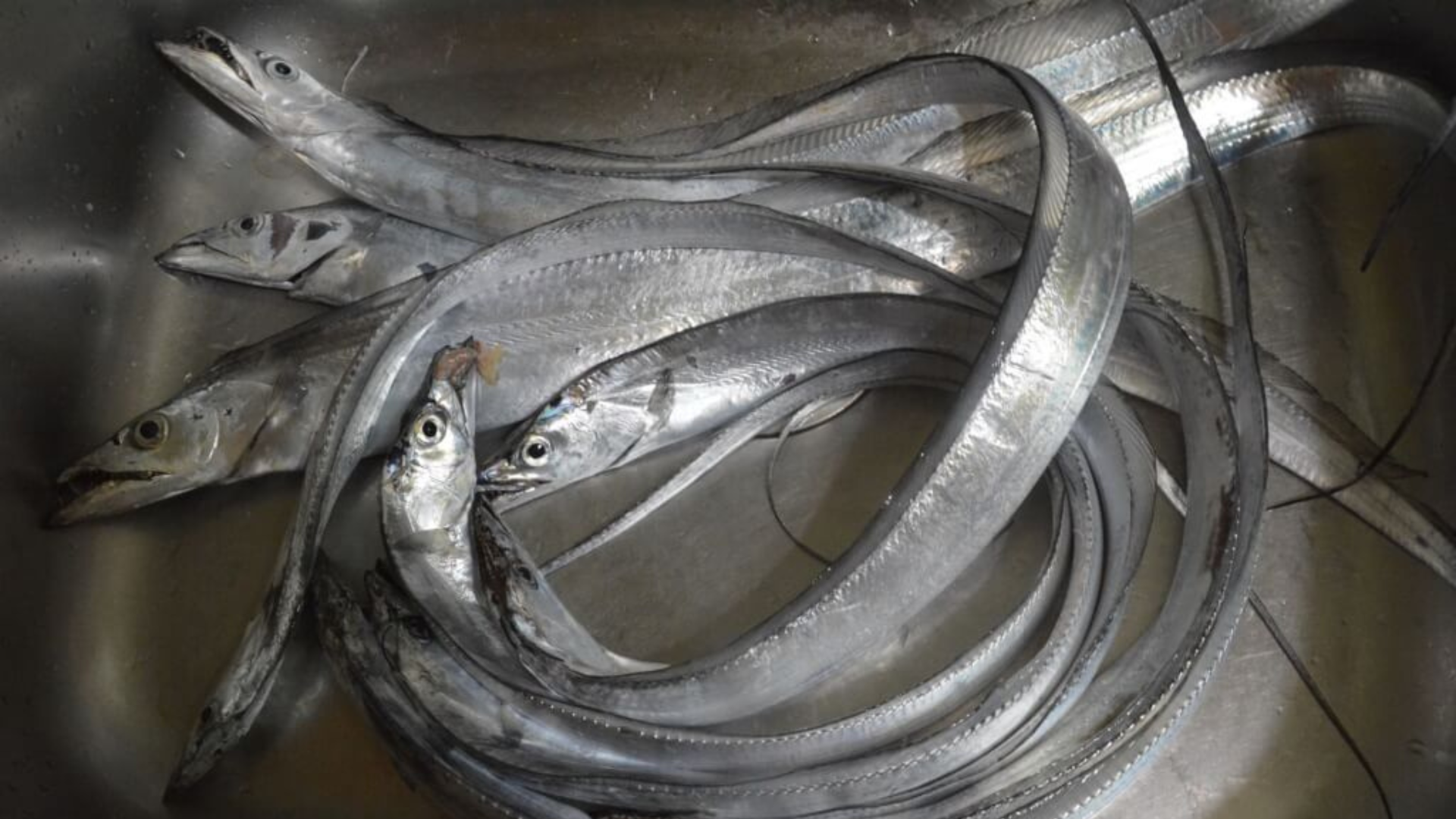 中國稱台灣白帶魚包裝「驗出新冠病毒」　農委會要求提供科學證據